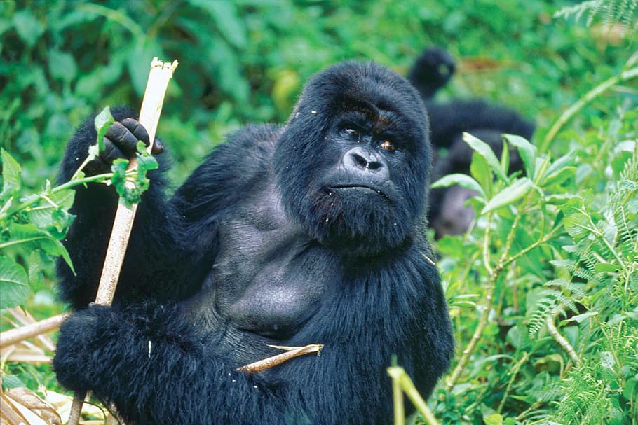 primate holding rod, gorilla, bamboo, monkey, ape, animal, mammal HD wallpaper