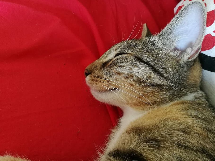 Cat, Closeup, Animal, Rest, Relaxation, a smile, blanket, red HD wallpaper