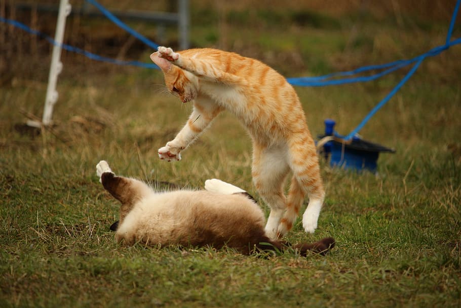 Siamese and orange tabby cats playing on green grass, siamese cat HD wallpaper