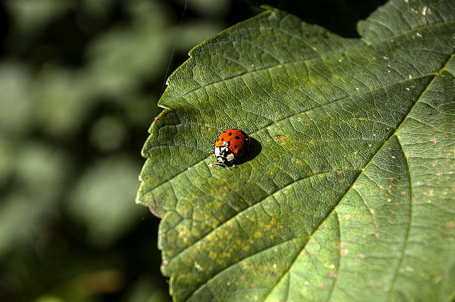 ladybug, nature, insect, plant, ladybugs, foliage, leaf, green HD wallpaper