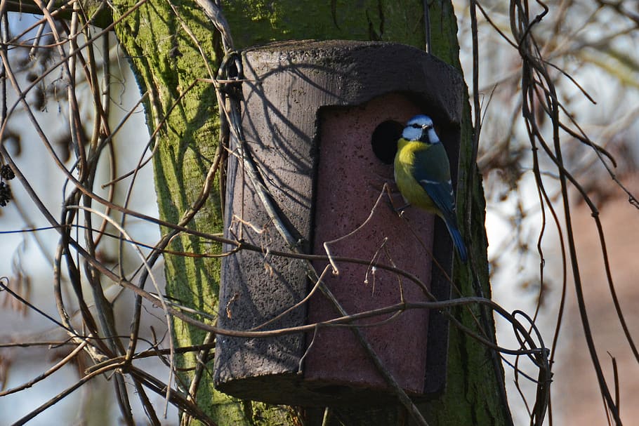 blue tit, bird, spring, aviary, nature, feed, plumage, songbird HD wallpaper