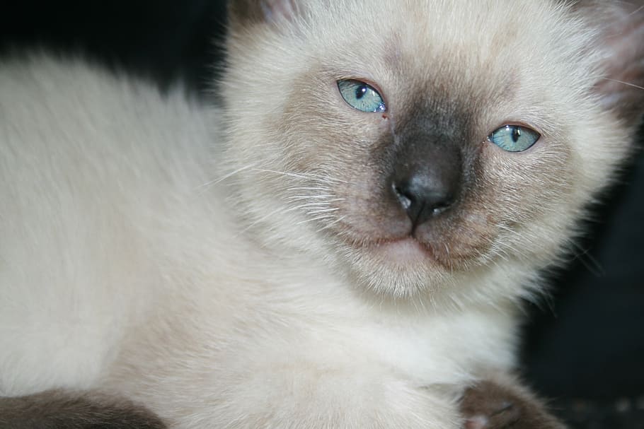 animals, cat, cute, pet, cute cat, kitten, feline, cute animals HD wallpaper