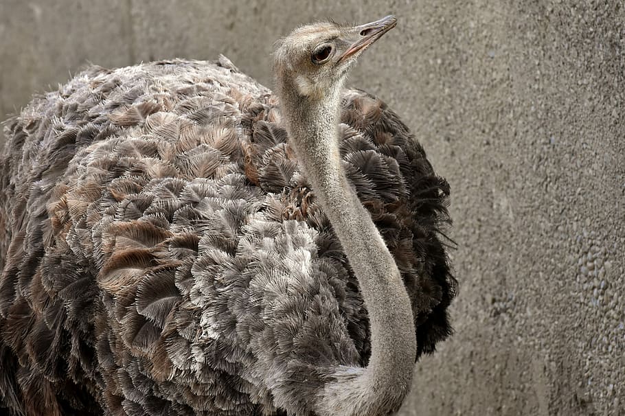 HD wallpaper: ostrich facing the wall, bouquet, cute, bird, poultry