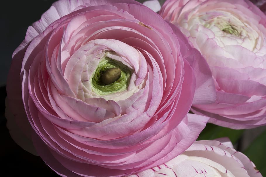 ranunculus, blossom, bloom, spring, nature, plant, white, pink HD wallpaper