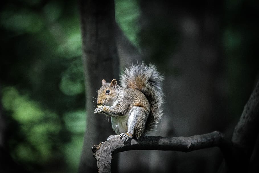 trees, branch, plant, blur, squirrel, animal, nature, animal wildlife HD wallpaper