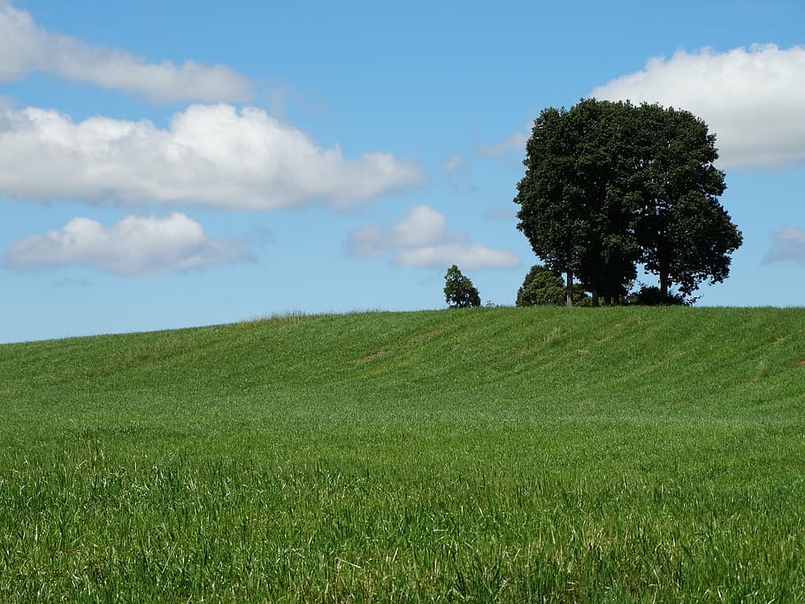 green grass fields with trees, nature, sky, sun, landscape HD wallpaper
