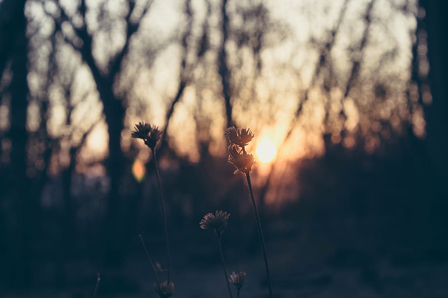 dawn, dusk, flora, flowers, plant, silhouette, sunset, beauty in nature HD wallpaper