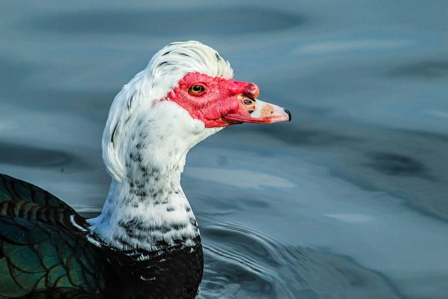 Black and white duck 1080P, 2K, 4K, 5K HD wallpapers free download