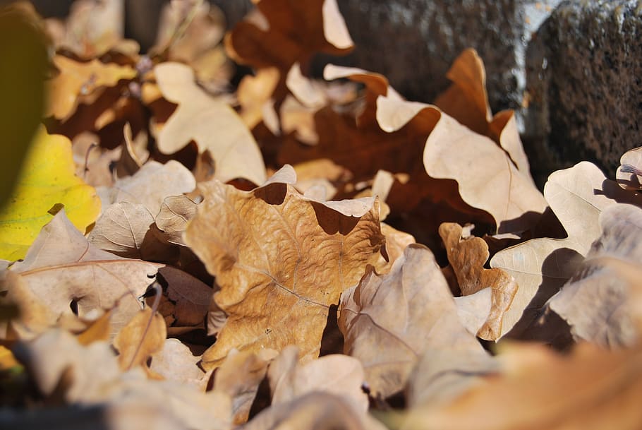 foliage, withered, brown, autumn, leaf, plant part, change HD wallpaper