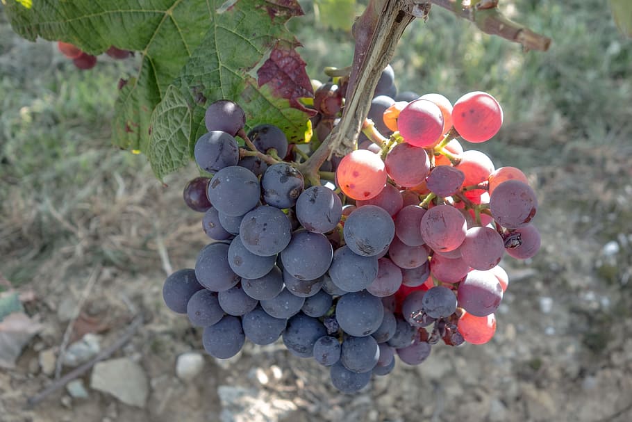 grapes, vines, wine, harvest, fruit, plant, winegrowing, food HD wallpaper