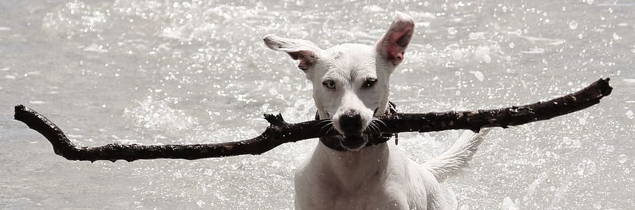 dog biting stick on water at daytime, batons, retrieve, beach HD wallpaper