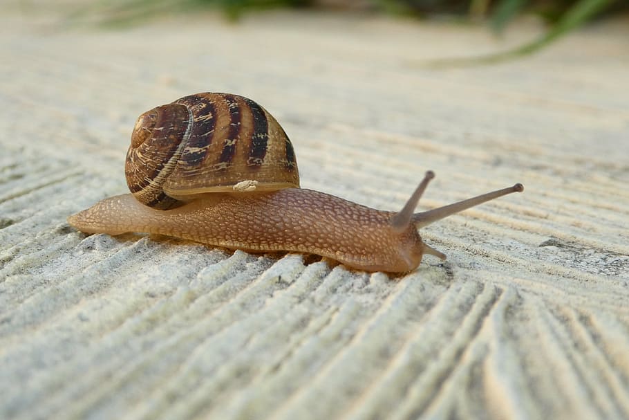 snail, shell, close, animals, mollusk, slowly, animal wildlife HD wallpaper