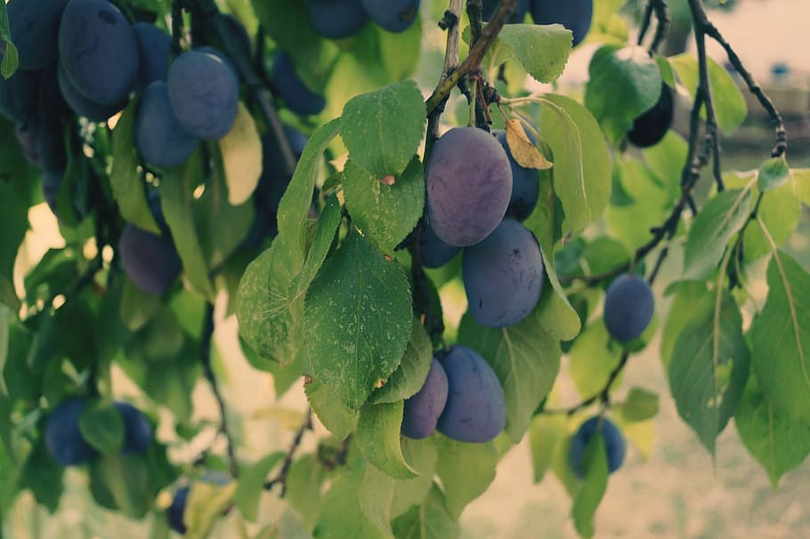 plums, fruit, plum tree, fruits, violet, nature, late summer HD wallpaper