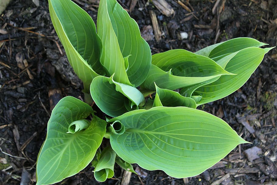 plantain lily, hosta, green, leaf, leaves, woodland, garden HD wallpaper