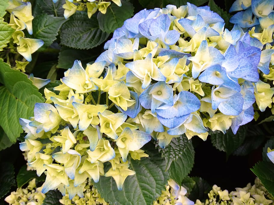 flora, flower, flowers, yellow, blue, hydrangea, flowering plant HD wallpaper