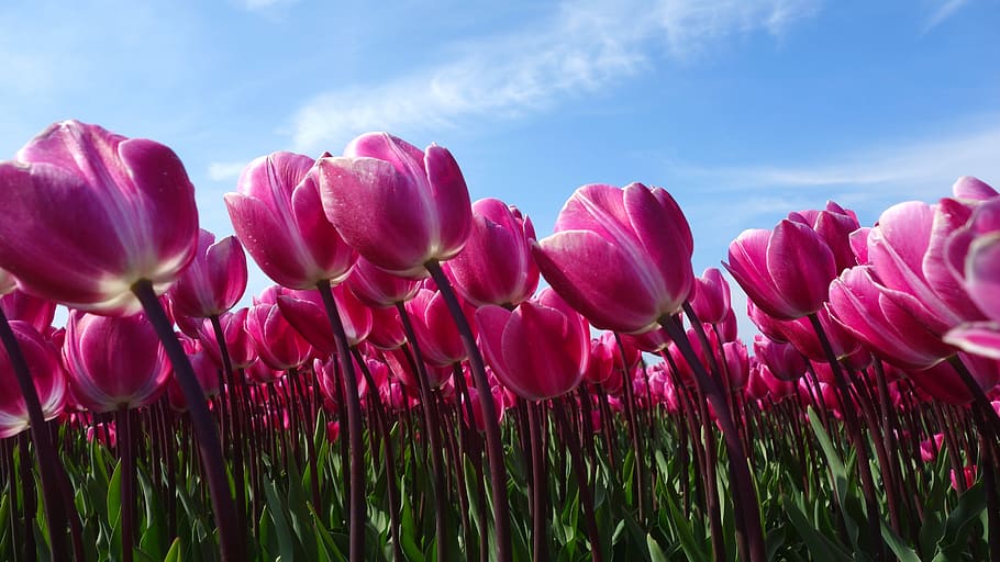 tulips, bulbs, spring, holland, tulip fields, flower, netherlands HD wallpaper