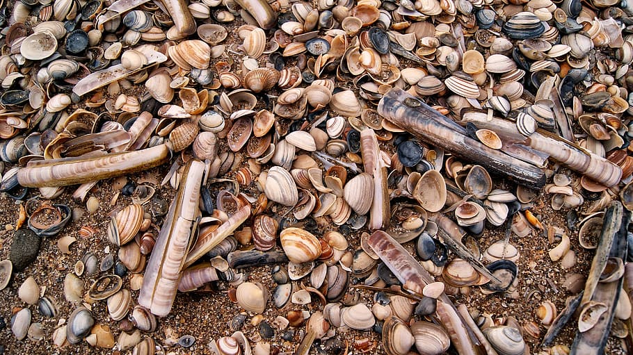 shell, beach, nature, sand, shelling, sea shells, shellfish HD wallpaper