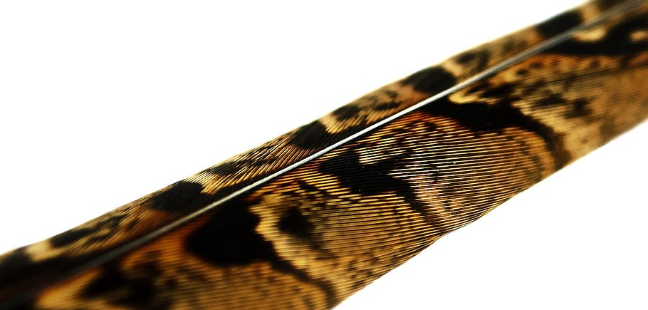 feather, macro, quill, bird, soft, light, avian, plume, plumage HD wallpaper