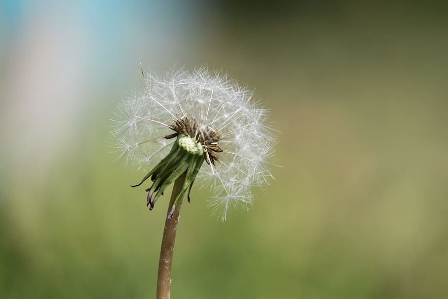 Dandelion, Weed, Nature, plant, flower, seed, close-up, summer HD wallpaper