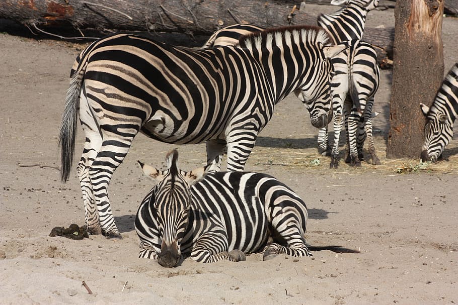 zebra, zoo, wroclaw, striped, animal wildlife, animal themes HD wallpaper