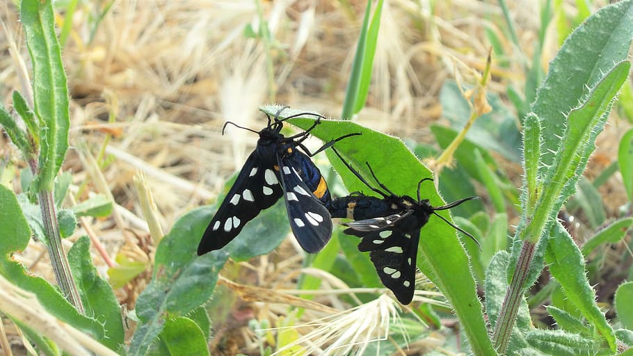 butterfly, pairing, nature, reproduction, insect, invertebrate HD wallpaper