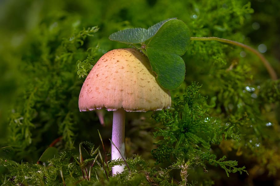 mushroom, mini mushroom, sponge, moss, forest mushroom, growth HD wallpaper
