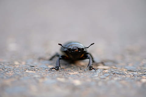 Stag Beetle, Insect, Probe, Legs, nature, crawl, crawls, asphalt HD wallpaper
