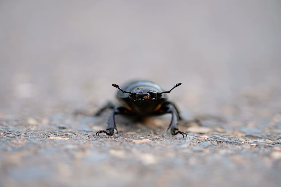 Stag Beetle, Insect, Probe, Legs, nature, crawl, crawls, asphalt, HD wallpaper
