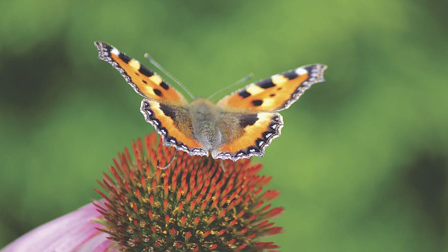 butterfly, moth, insect, macro, close up, nectar, pollen, flower HD wallpaper