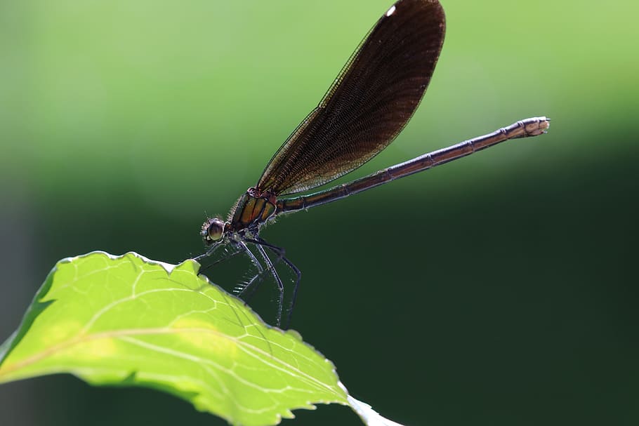 dragonfly, leaf, insect, close, green, wing, macro, flight insect HD wallpaper