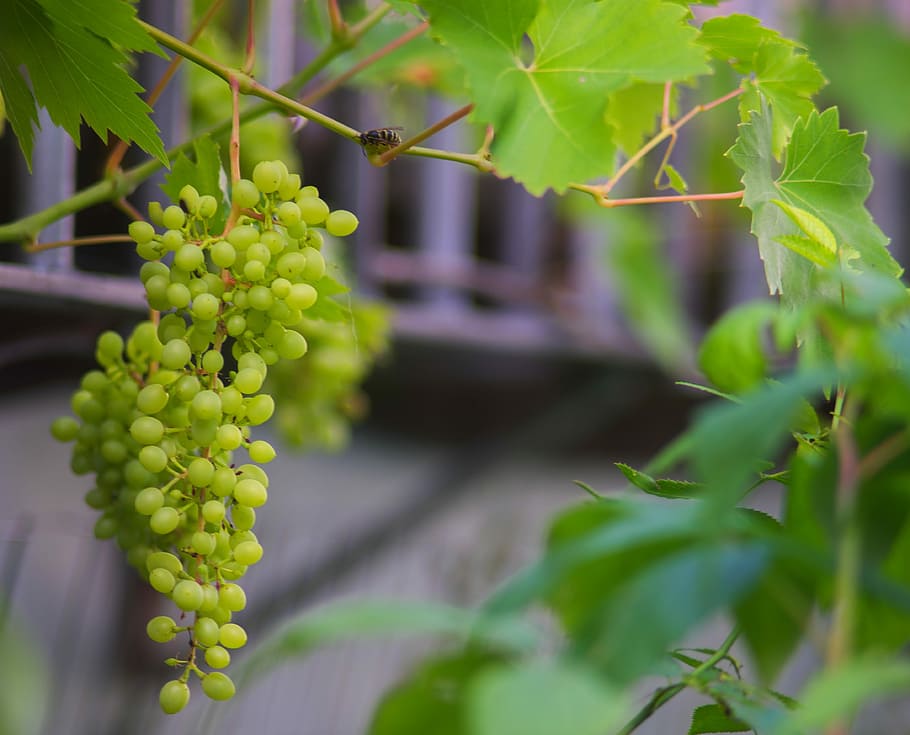 Nature, Grape, Fruit, Grapes, green grapes, table grapes, winegrowing HD wallpaper