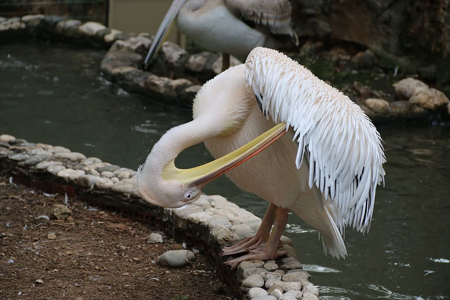 Animal, Bird, Nature, Pond, pelican, water, wildlife, lake HD wallpaper