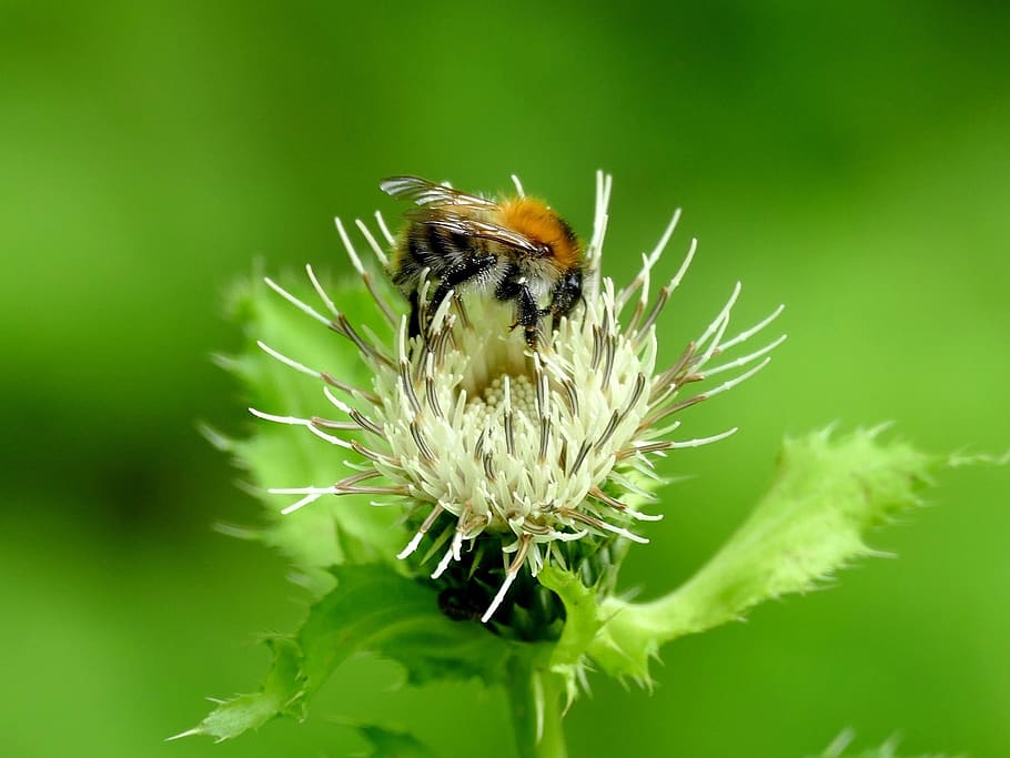 flower, bee, insect, blossom, bloom, nature, plant, close, pollen HD wallpaper