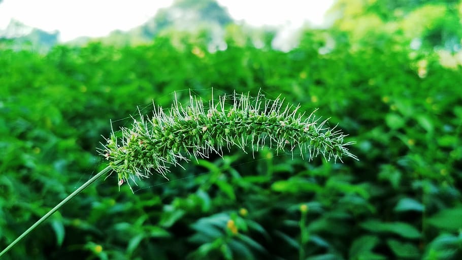 nature, leaf, flora, summer, environment, tree, flower, wood HD wallpaper