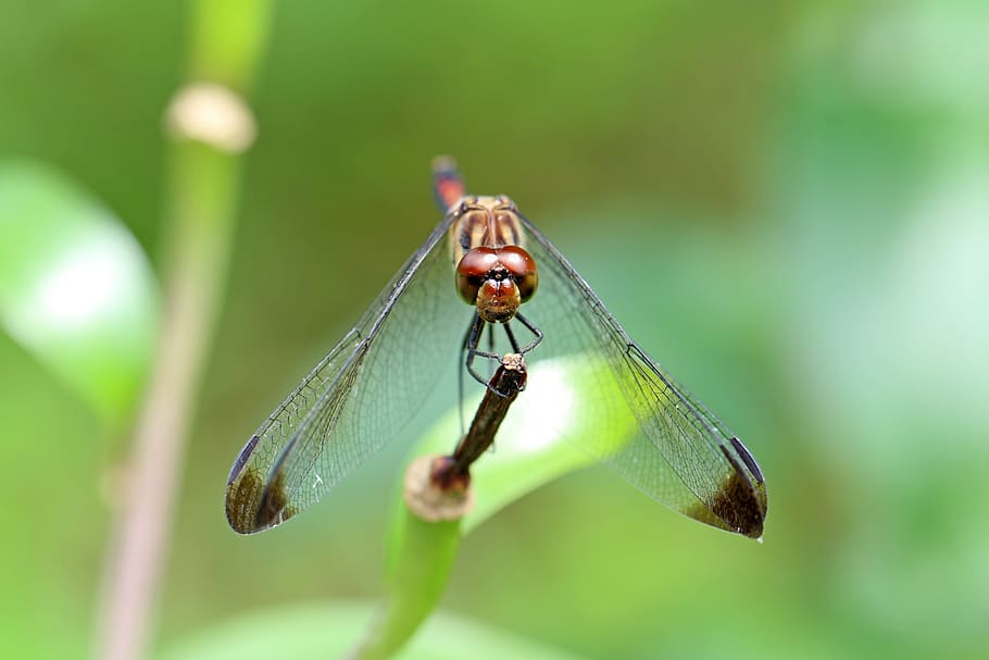 Nature, Forest, Insects, Dragonfly, landscape, park, arboretum HD wallpaper