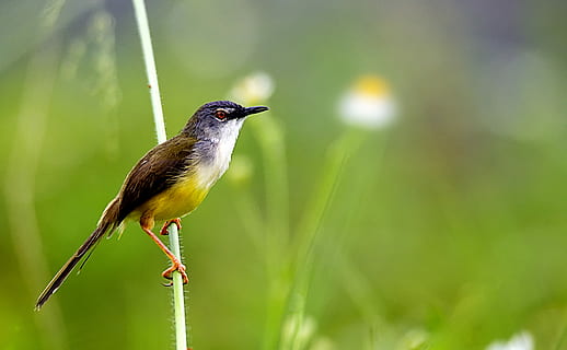 Yellow-bellied Prinia, bird standing on stem, brid, grass, bokeh HD wallpaper