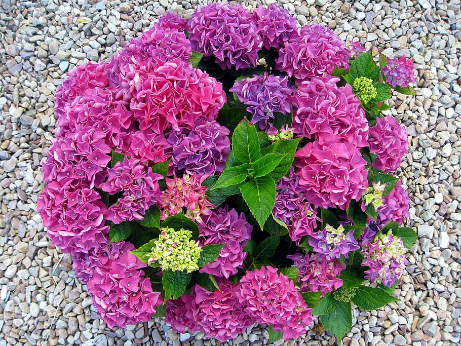 Hydrangea, Pink, Flower, hydrangea flower, flowers, flower fullness HD wallpaper