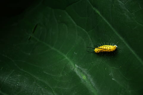 caterpillar, green, insect, leaf, nature, larva, animal, close-up HD wallpaper