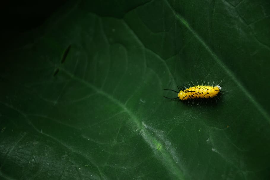 caterpillar, green, insect, leaf, nature, larva, animal, close-up HD wallpaper