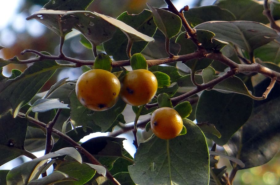 Online crop | HD wallpaper: east indian ebony, diospyros melanoxylon ...