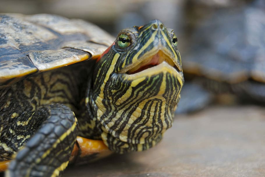 reptile, turtle, animal, animal themes, one animal, animal wildlife HD wallpaper