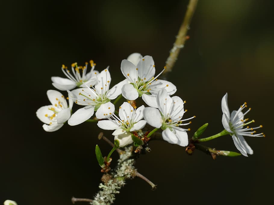 flower, nature, flora, tree, apple, flowering plant, fragility HD wallpaper