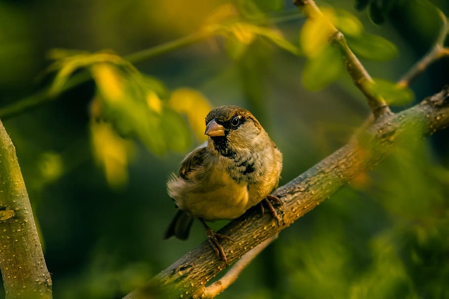 bird, wildlife, perch, tree limb, macro, closeup, colorful HD wallpaper