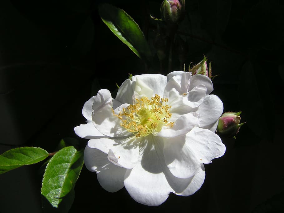 rose, single, white, flower, flowering plant, freshness, beauty in nature HD wallpaper