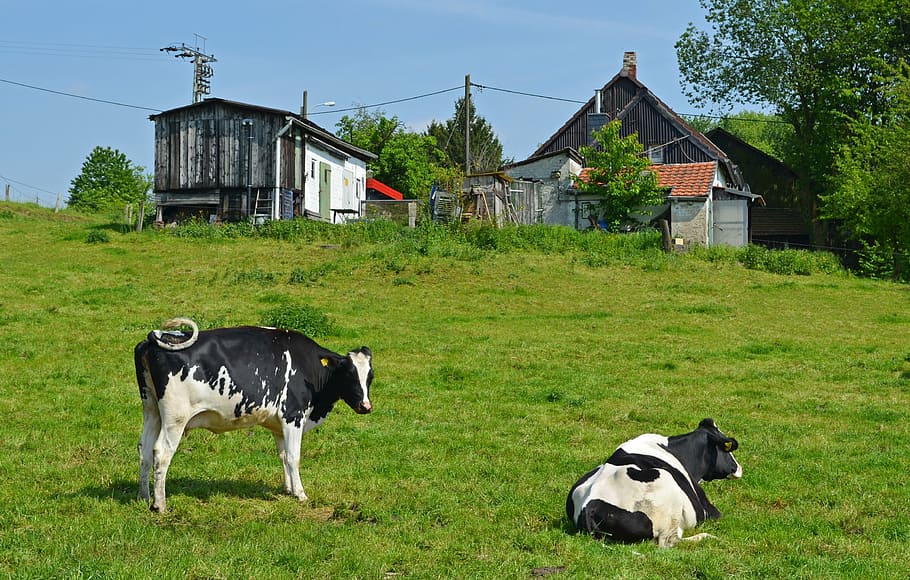 rural, idyll, cows, bauer, homes, farmhouse, meadow, pasture HD wallpaper
