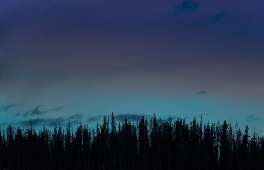 green trees, silhouette of forest, photography, sky, cloud, nature HD wallpaper
