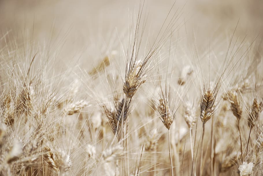 wheat, ears, field, salman, agriculture, cereal plant, crop HD wallpaper