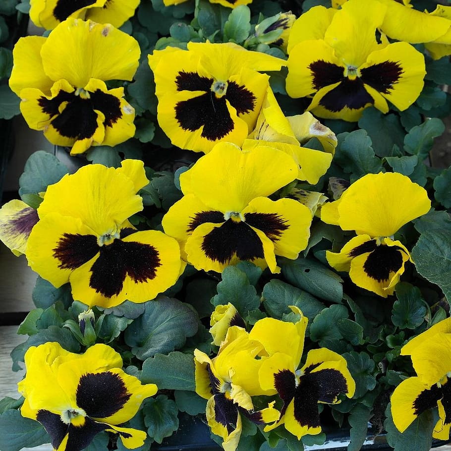 pansy, flowers, spring, flowering plant, yellow, fragility HD wallpaper