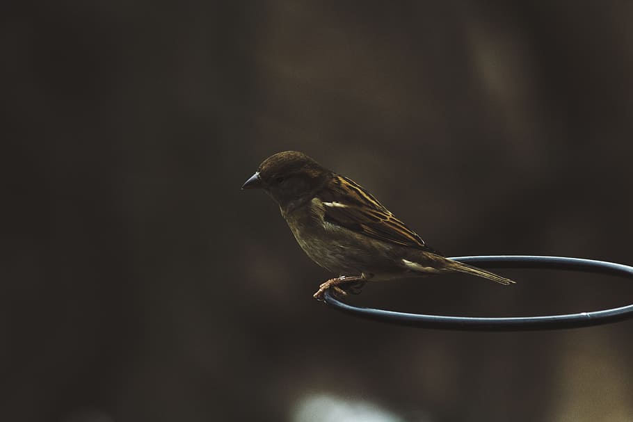 brown sparrow on black steel ring in tilt shift lens photography, closeup photo of brown sparrow bird, HD wallpaper