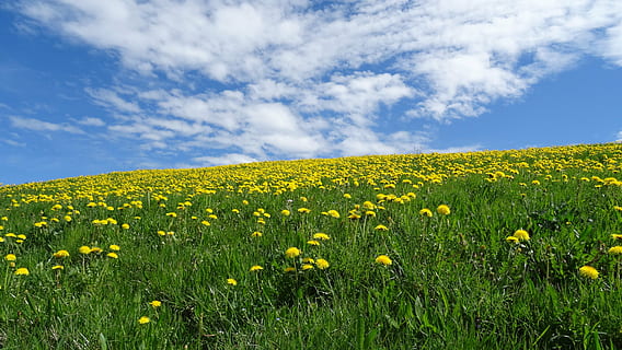 yellow dandelion flower field on hill at daytime, bavaria, allgäu HD wallpaper
